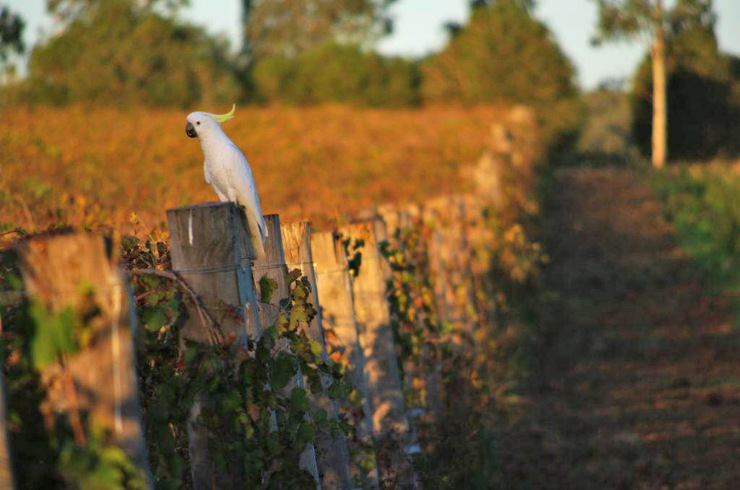 Cockatoo on vines at Rosnay Vineyard